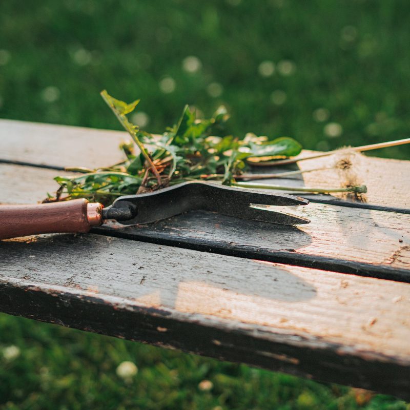 Dandelion Weeding Fork - Image 8
