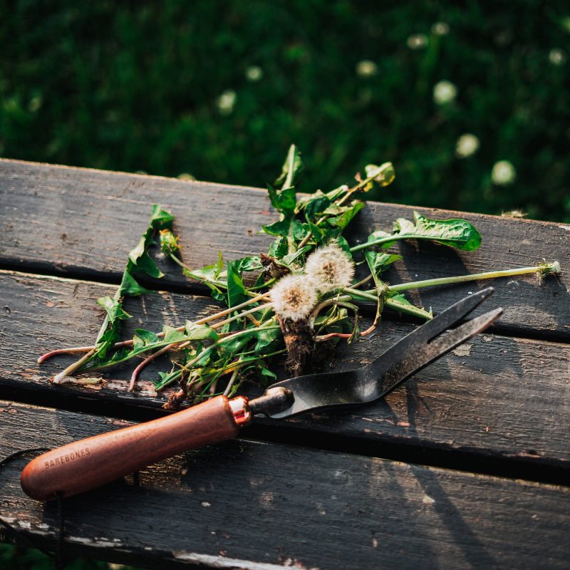 Dandelion Weeding Fork - Image 3