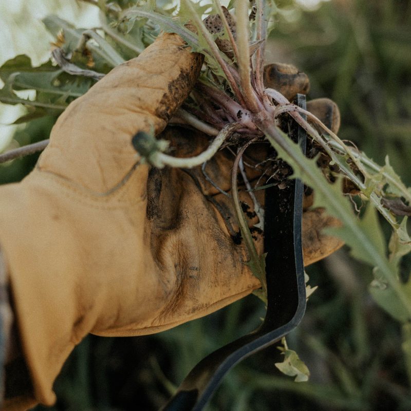 Dandelion Weeding Fork - Image 7