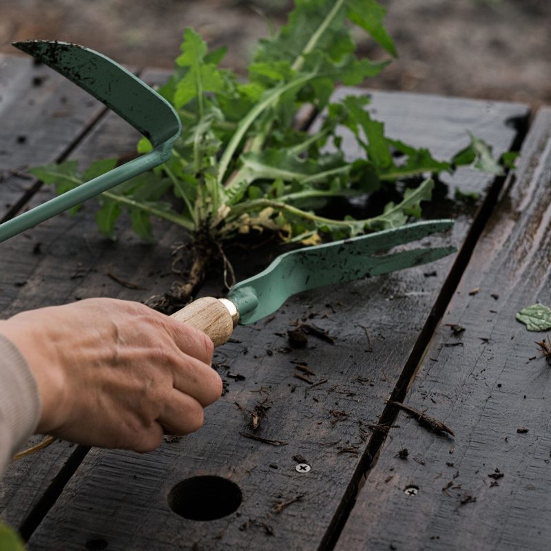 Dandelion Weeding Fork - Image 13