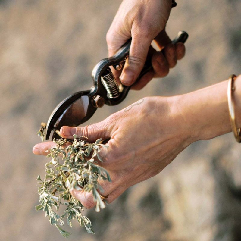 Pruner - Image 6